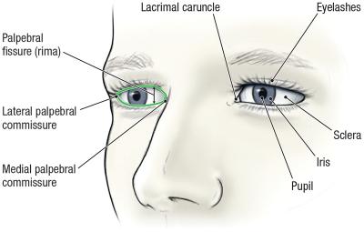 thumbs/Surface Anatomy of Eyes and Eyelid.jpeg.jpg
